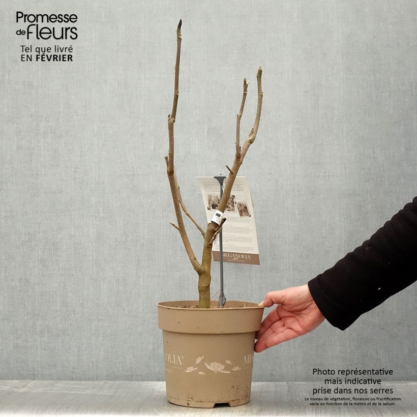 Magnolia Meganolia - Pot de 6L/7L Ejemplar entregado en invierno