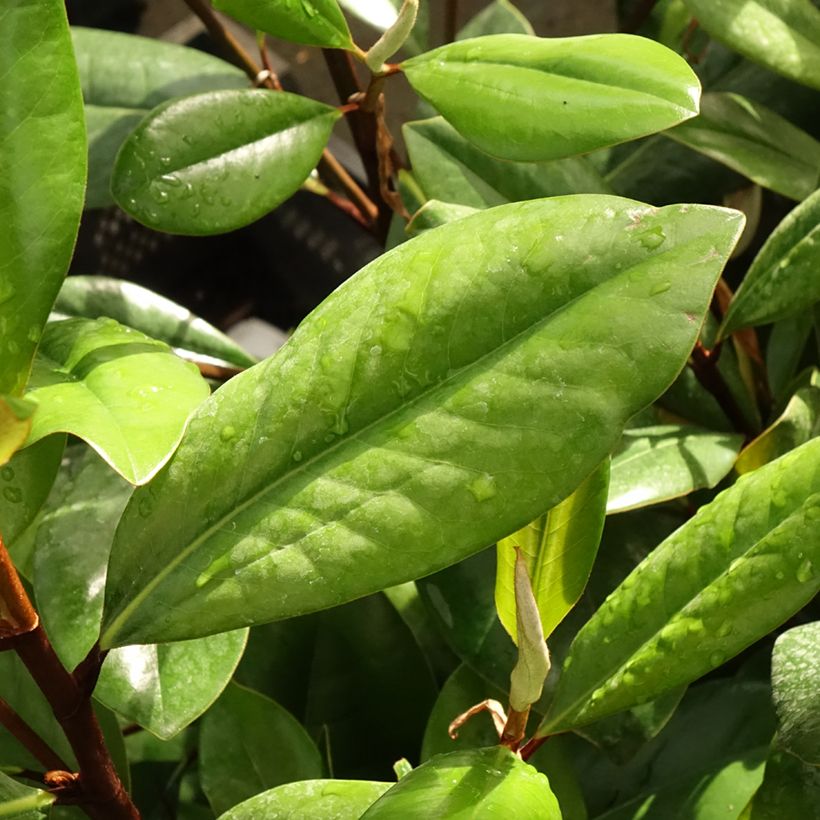 Magnolia grandiflora D.d. blanchard (Follaje)