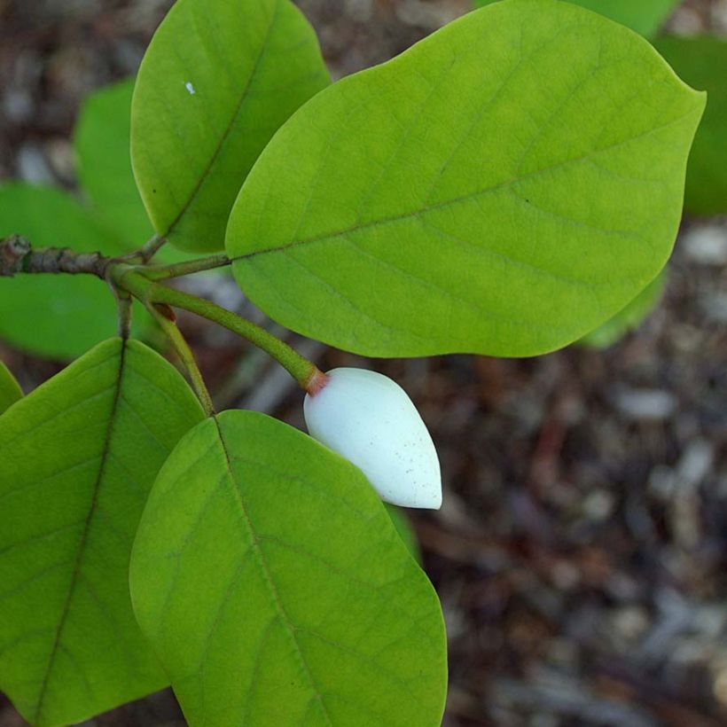 Magnolia sieboldii - Magnolia de Siebold (Follaje)