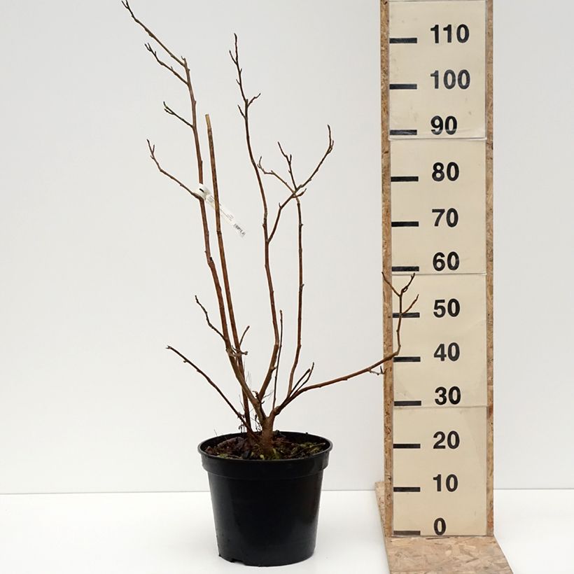 Magnolia sieboldii Colossus Pot de 12L/15L Ejemplar entregado en invierno