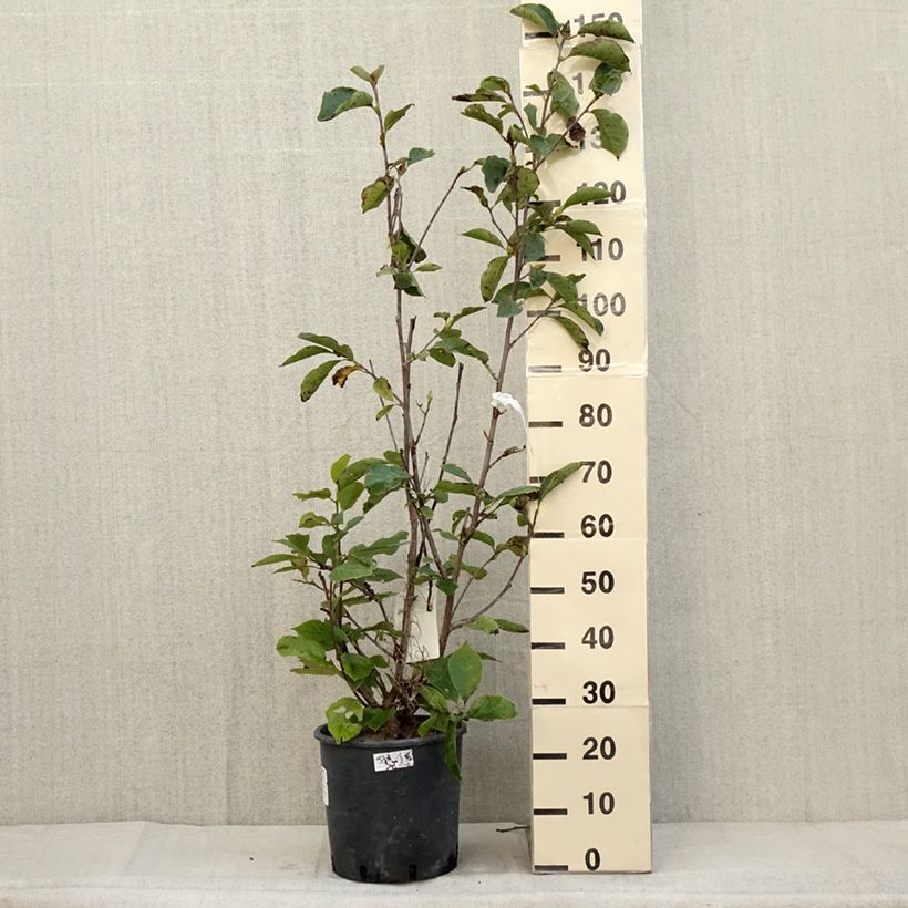 Ejemplar de Magnolia soulangeana Alba Superba en pot de 7,5L entregado en otoño