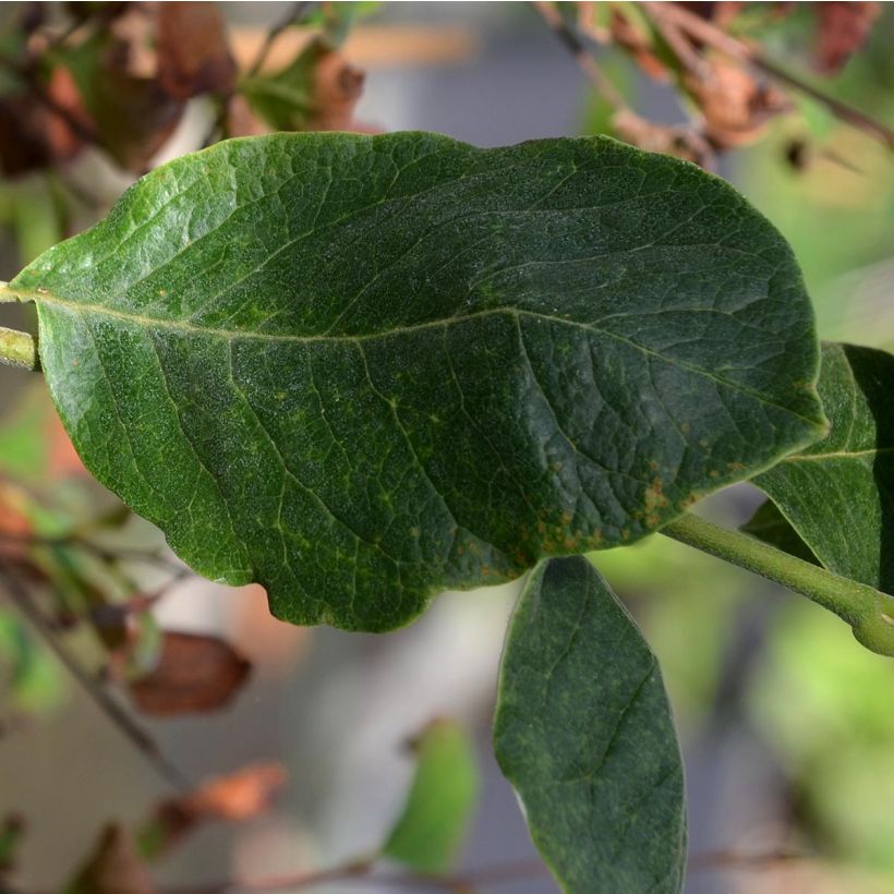 Magnolia soulangeana Rustica Rubra (Follaje)