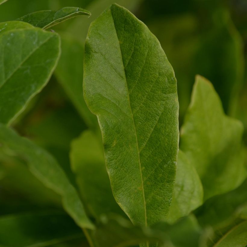 Magnolia stellata - Magnolia estrellada (Follaje)