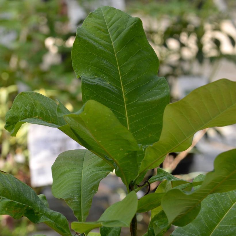 Magnolia tripetala - Arbol paraguas (Follaje)