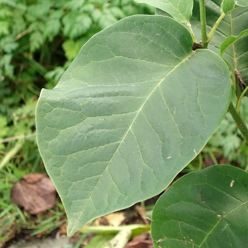 Magnolia soulangeana Cameo (Follaje)