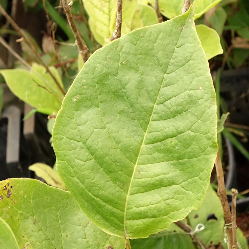 Magnolia soulangeana Lennei (Follaje)