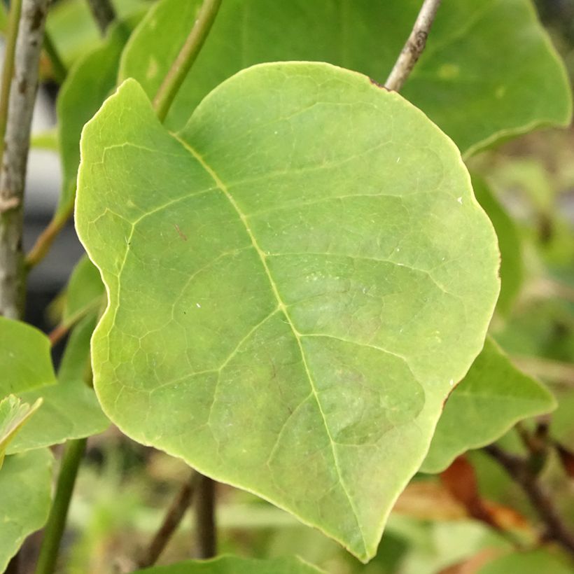 Magnolia Yellow Lantern (Follaje)