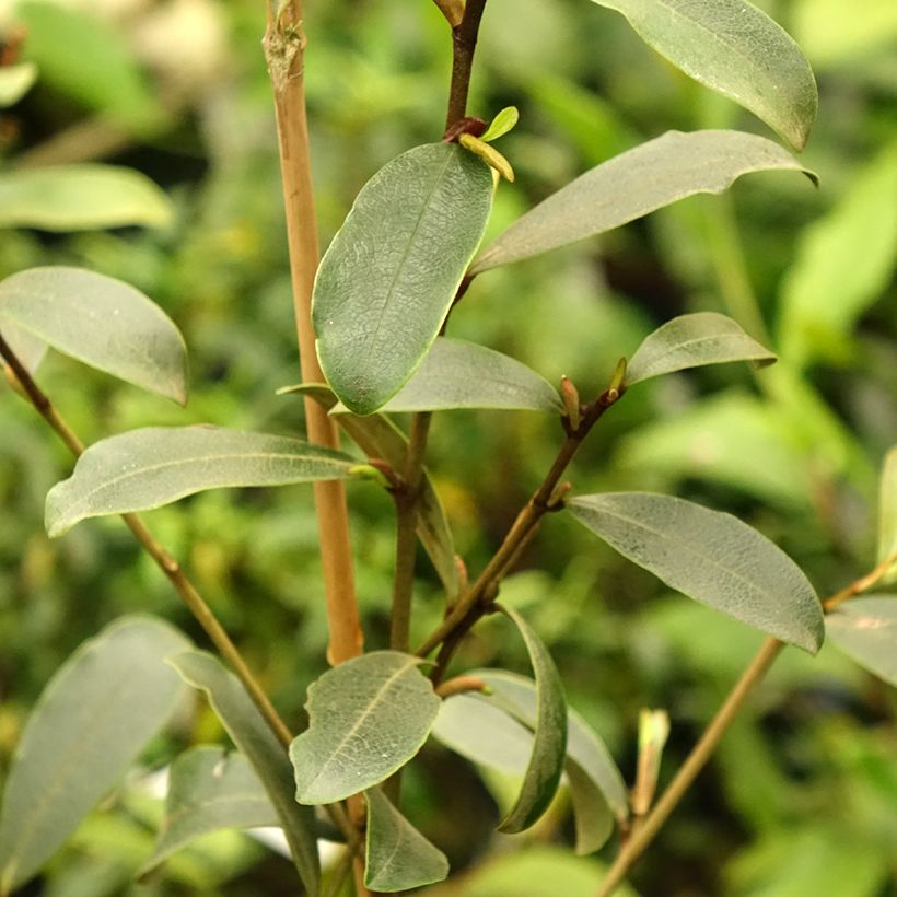 Magnolia yunnanensis - Michelia (Follaje)