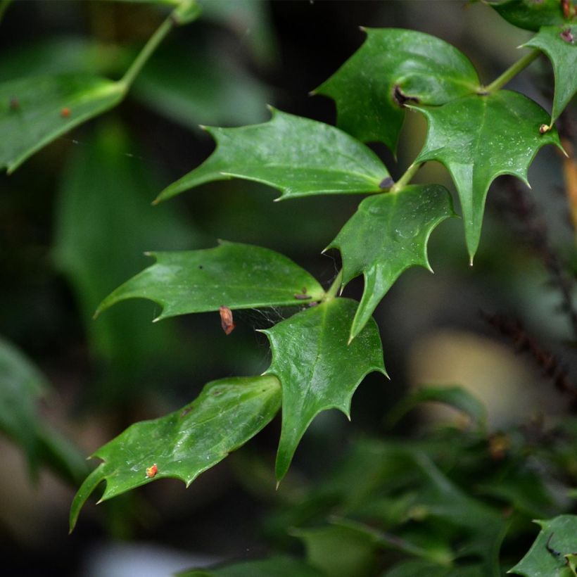 Mahonia nitens Cabaret (Follaje)