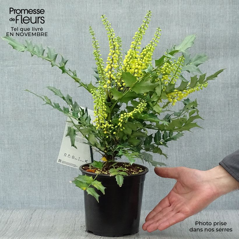 Ejemplar de Mahonia Media Charity en pot de 2/3L entregado en otoño