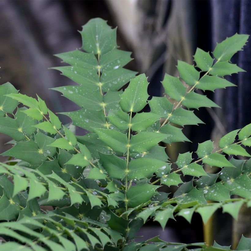 Mahonia media Charity (Follaje)