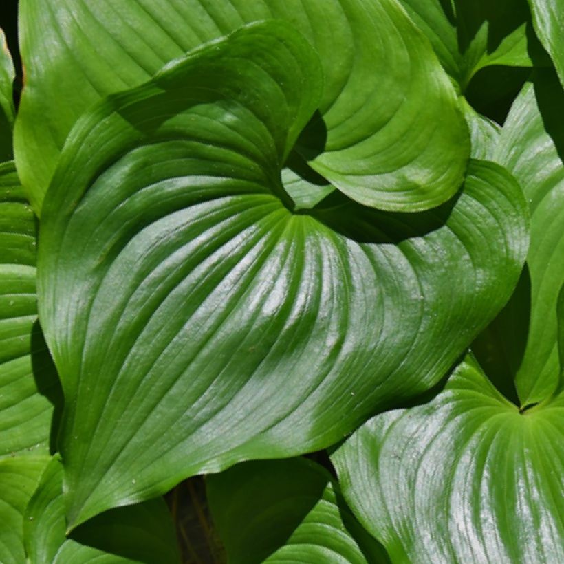 Maianthemum kamtschaticum (Follaje)