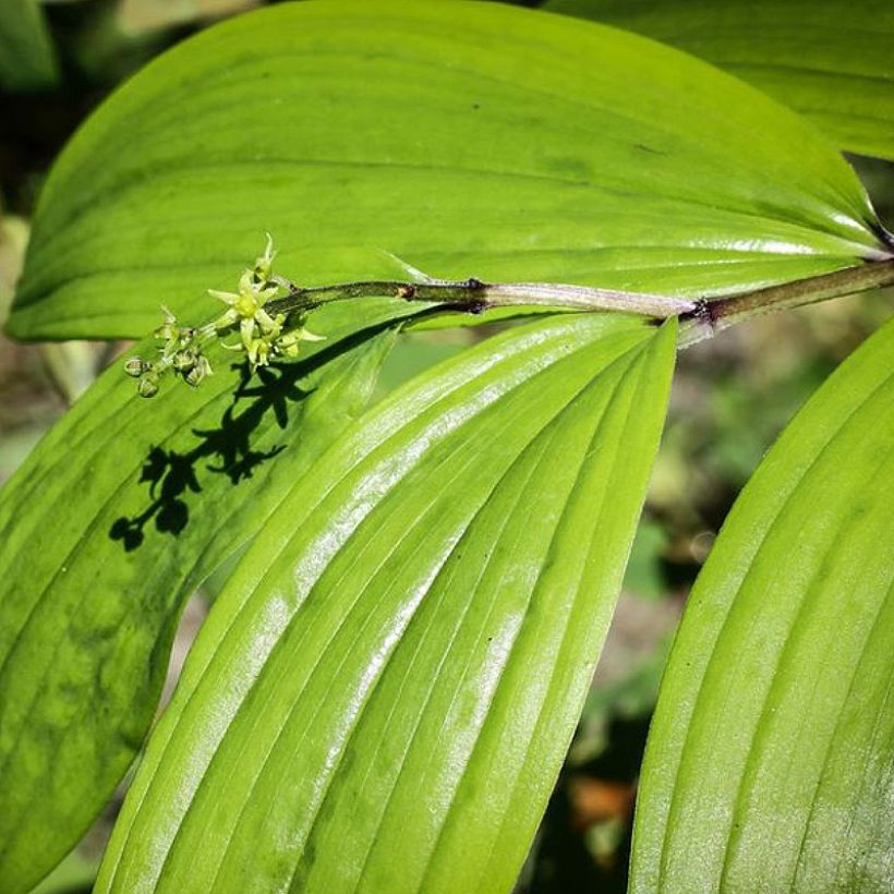 Maianthemum tatsienense (Follaje)