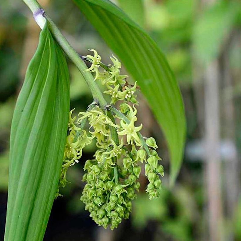 Maianthemum tatsienense (Floración)