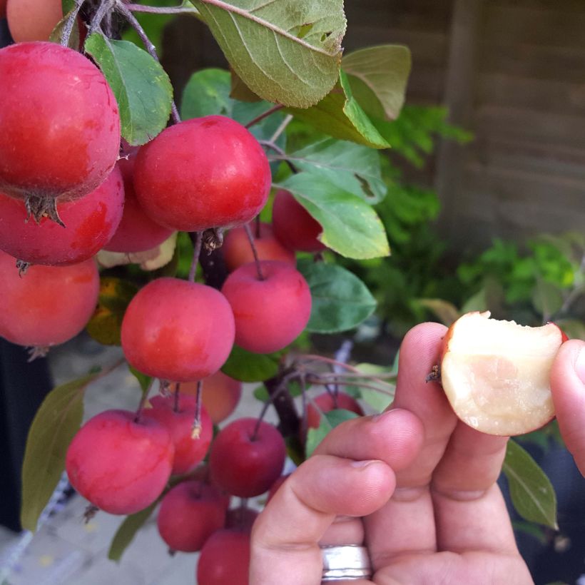 Manzano ornemental Appletini Gulliver - Malus transitoria (Cosecha)