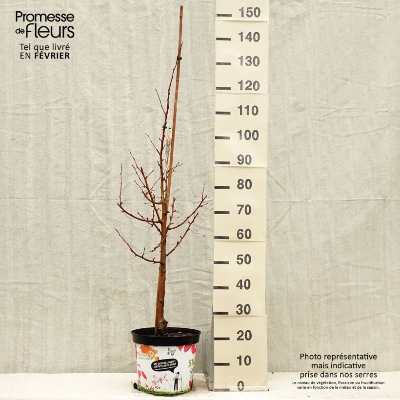 Malus Comtesse De Paris Pot de 7,5L/10L Ejemplar entregado en invierno