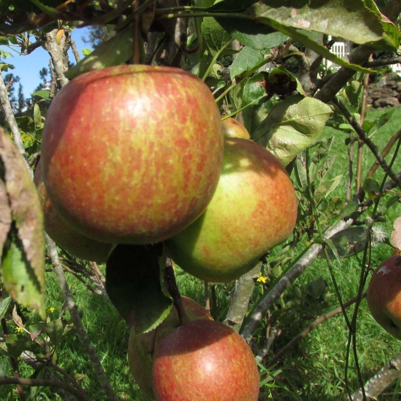 Manzano Braeburn (Cosecha)