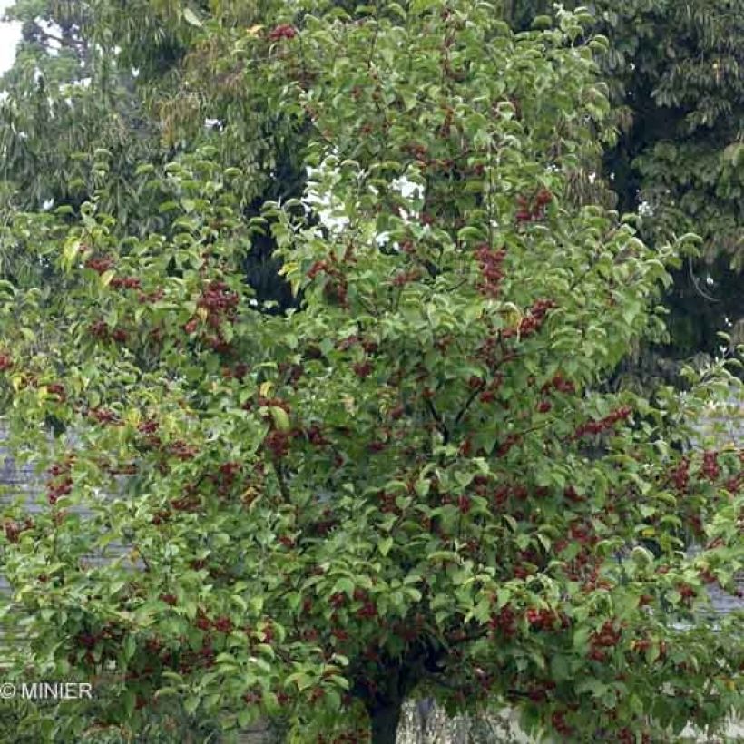 Manzano de flor Evereste (Follaje)