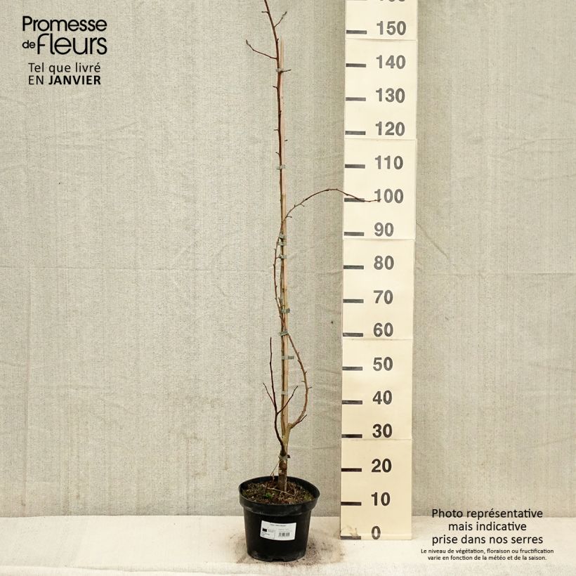 Malus Yellow Siberian - Pommier d'ornement Pot de 12L/15L Ejemplar entregado en invierno