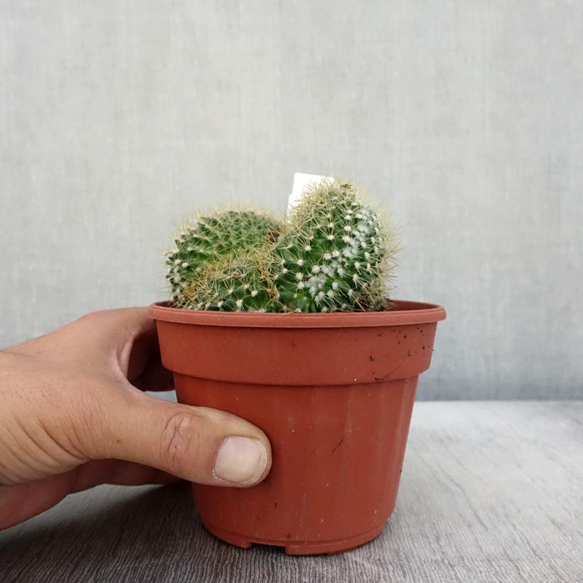 Ejemplar de Mammillaria elongata Cristata Pot de 13 cm entregado en otoño