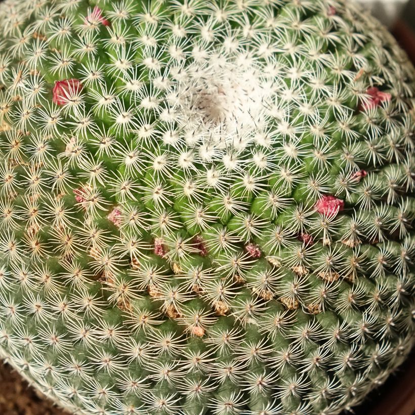 Mammillaria perbella (Follaje)