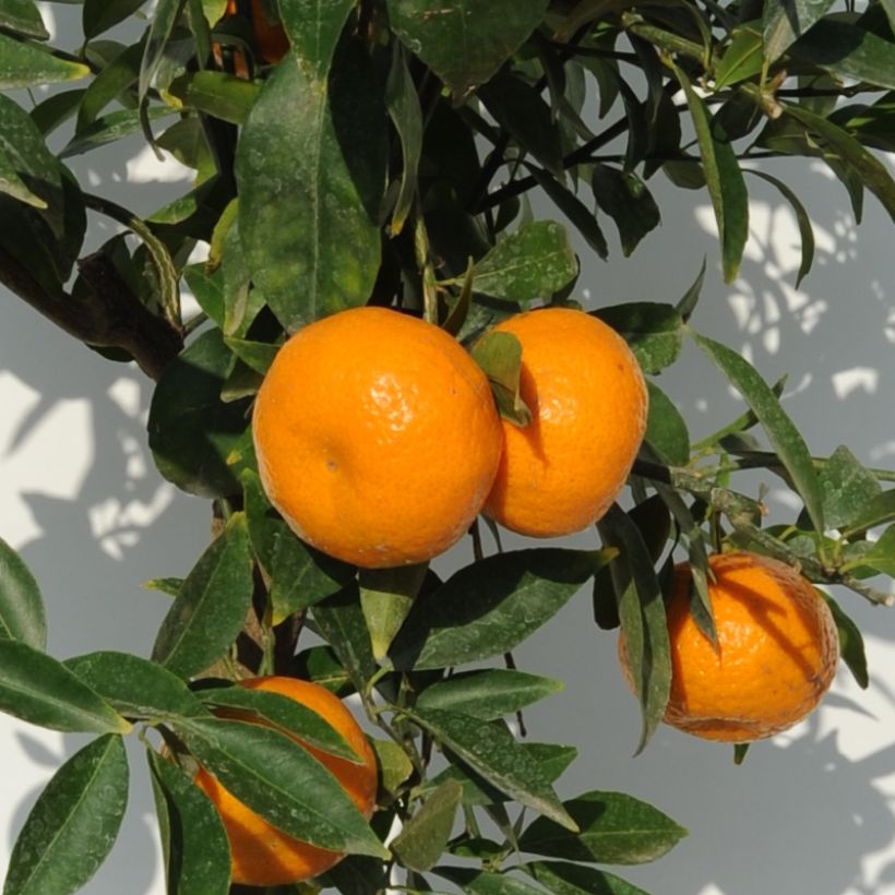 Mandarina híbrida - Citrus deliciosa (Cosecha)