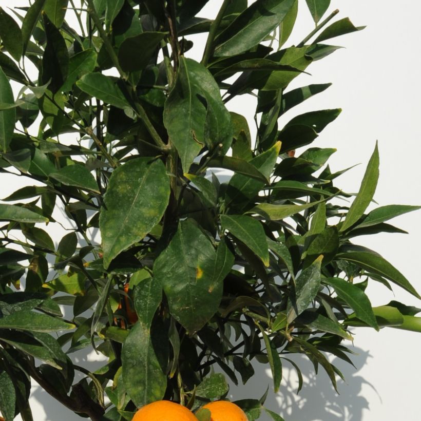 Mandarina híbrida - Citrus deliciosa (Follaje)