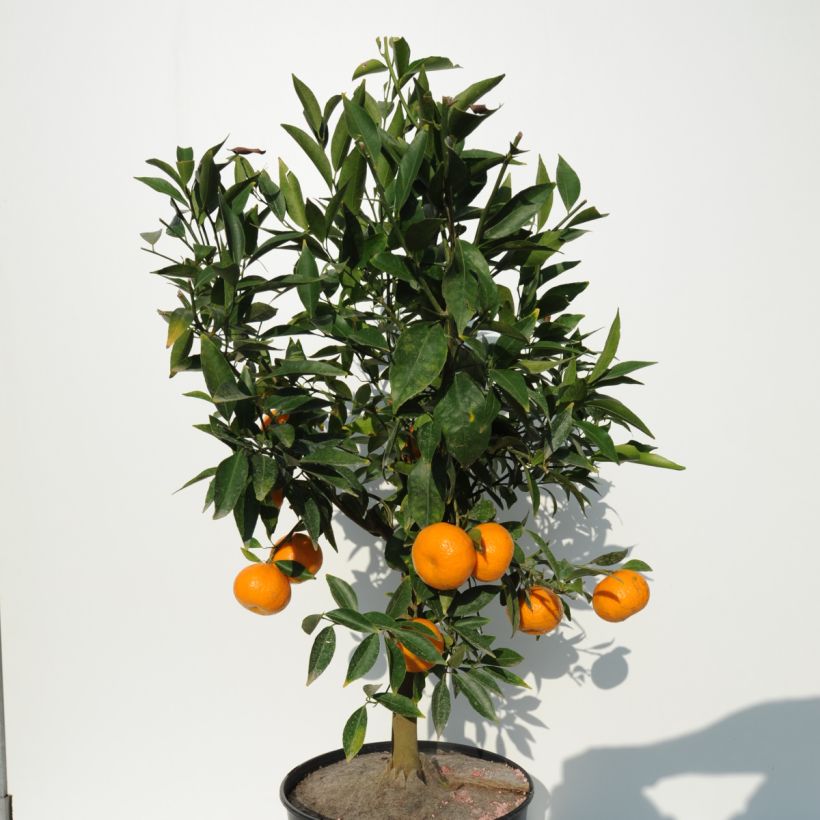 Mandarina híbrida - Citrus deliciosa (Porte)