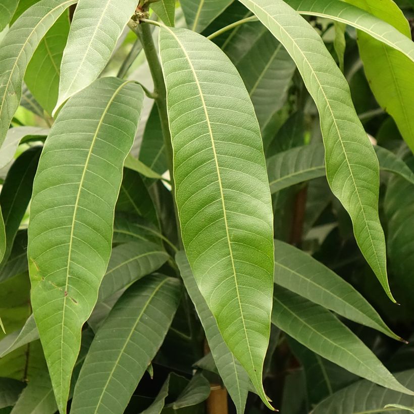 Mango - Mangifera indica (Follaje)