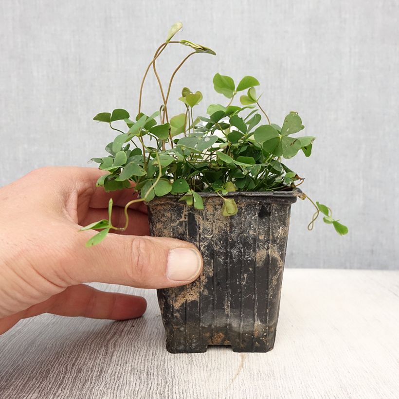 Marsilea quadrifolia - Trébol de cuatro hojas acuático Ejemplar entregado en la primavera