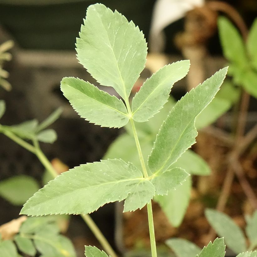 Mathiasella bupleuroides Green Dream (Follaje)