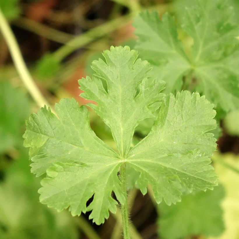 Malava moscada rosea - Malva moschata (Follaje)