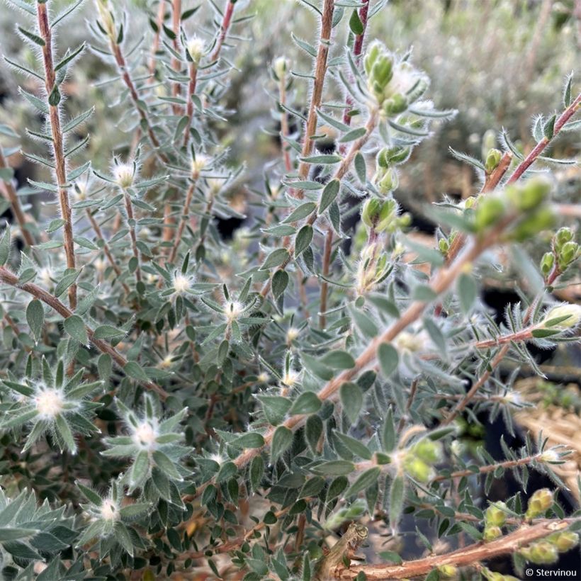 Melaleuca squamea (Follaje)