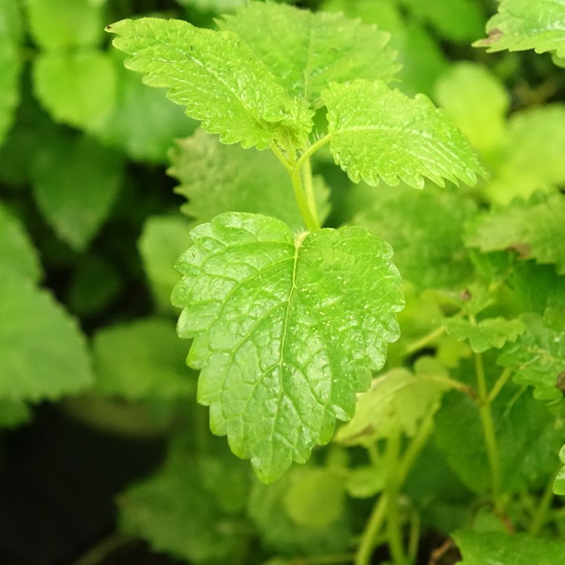 Melisa - Melissa officinalis (Follaje)