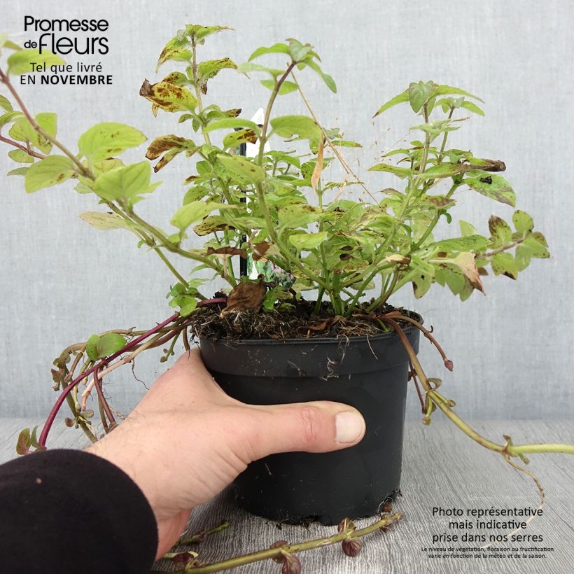 Ejemplar de Menthe aquatique - Mentha aquatica pot de 1.5L/2L entregado en otoño