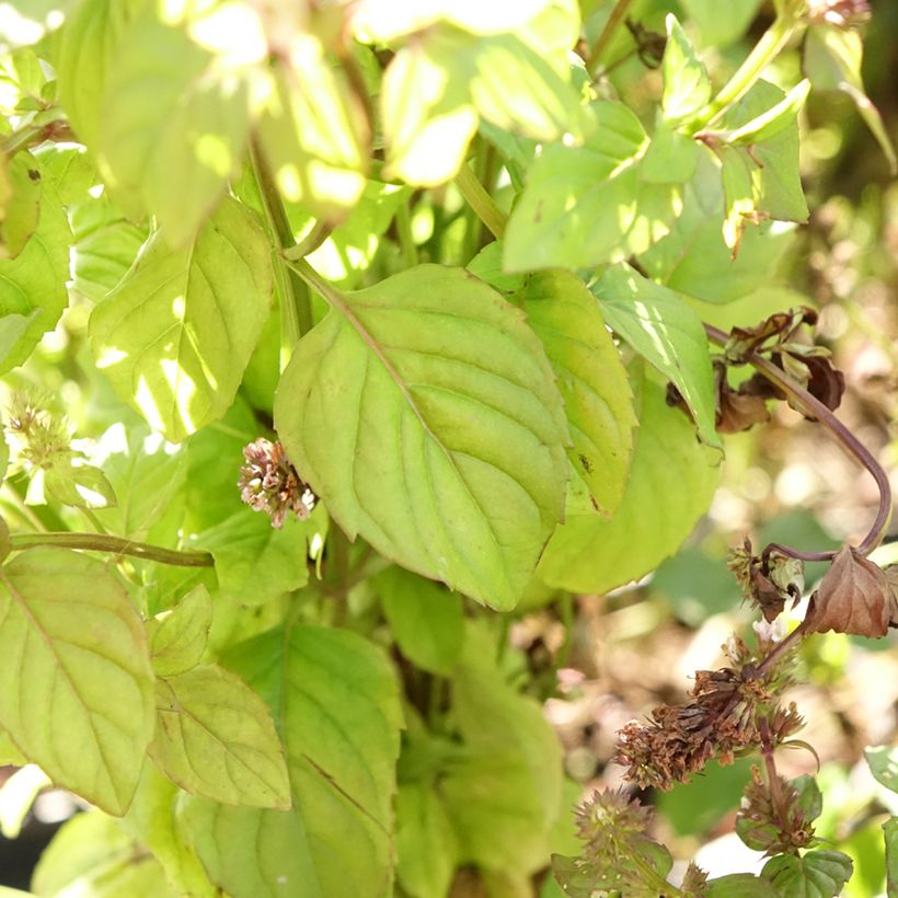 Menta bergamota Bergamote (Follaje)