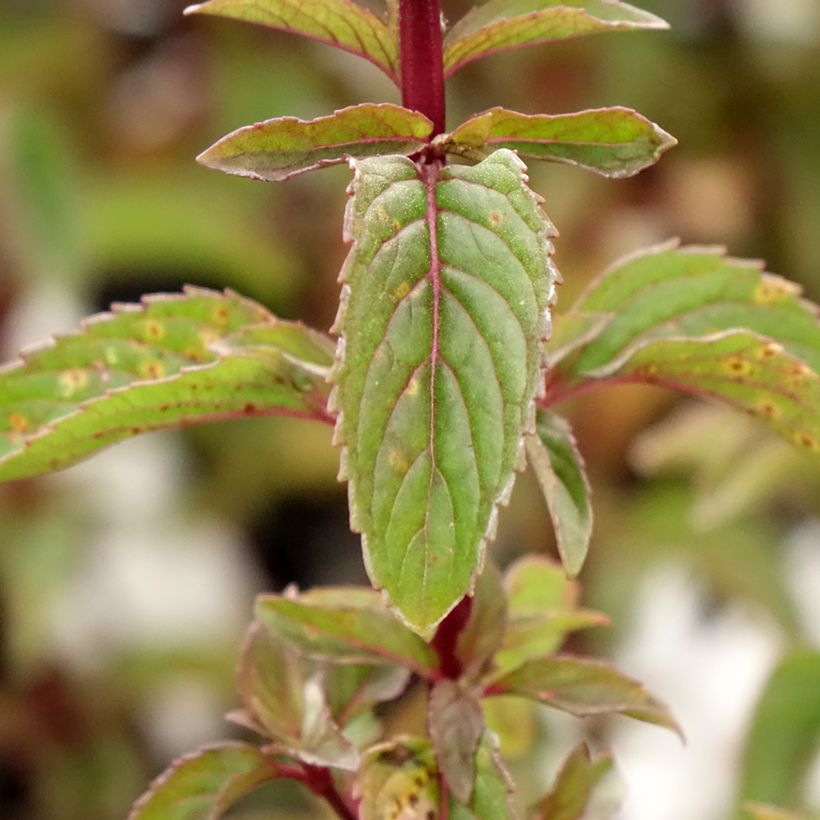 Menta Citrata (Follaje)