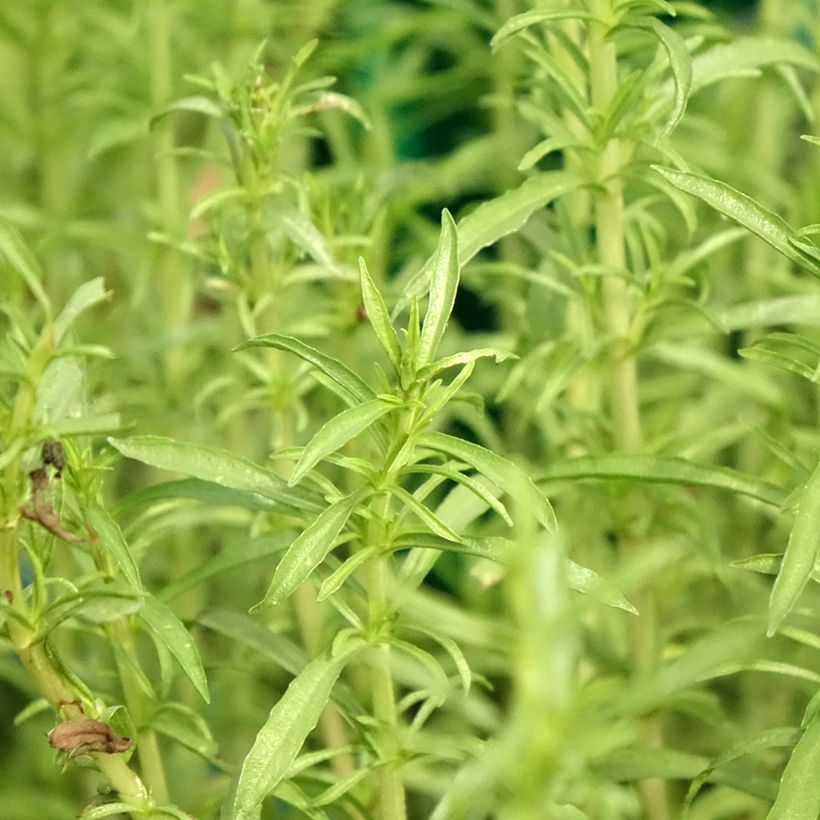 Poleo de ciervo Alba - Mentha cervina (Follaje)