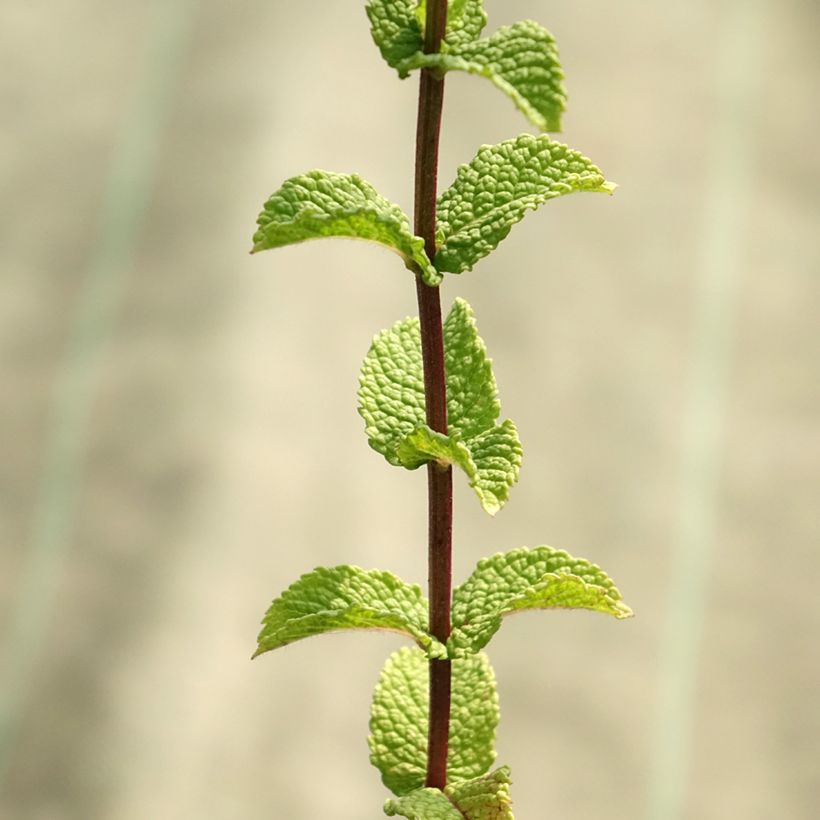 Menta española (Follaje)