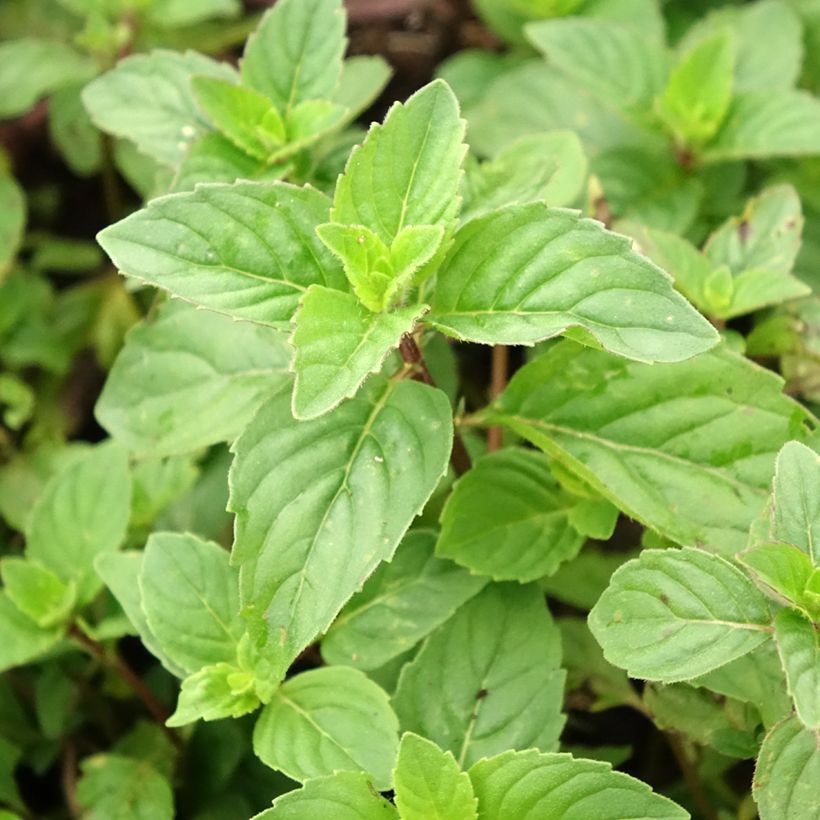 Menta Ginger (Follaje)