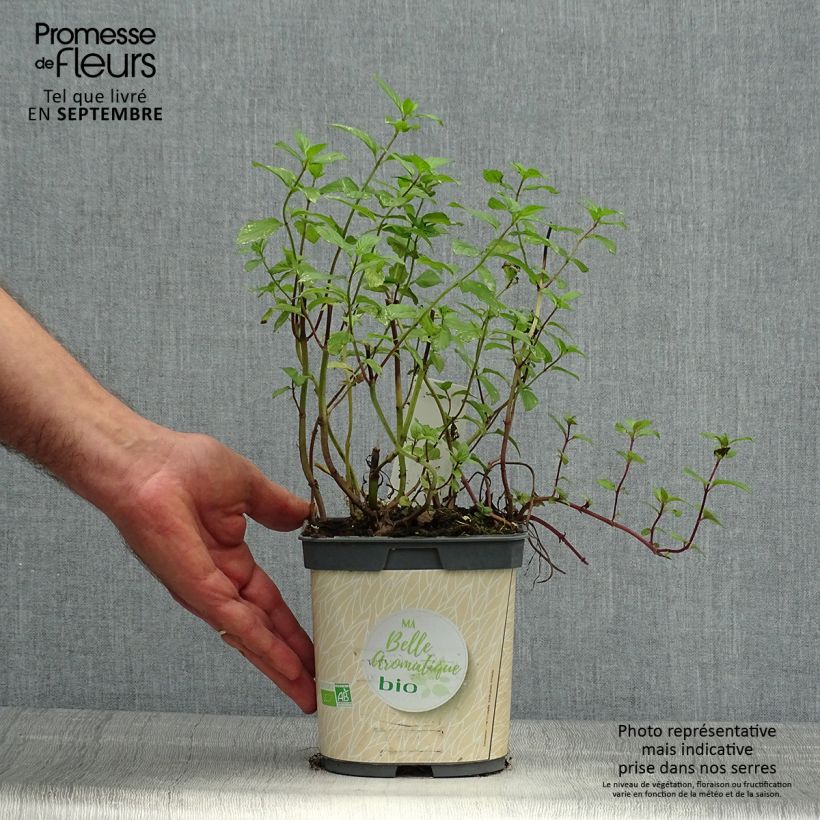 Ejemplar de Menthe poivrée - Mentha piperata en plant BIO Pot de 1L./1,5L. entregado en otoño