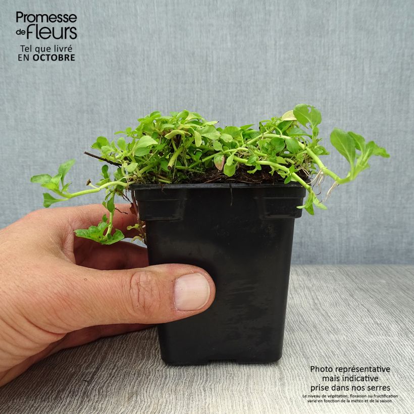 Ejemplar de Menthe Pouliot - Mentha pulegium Godet de 8 cm entregado en otoño