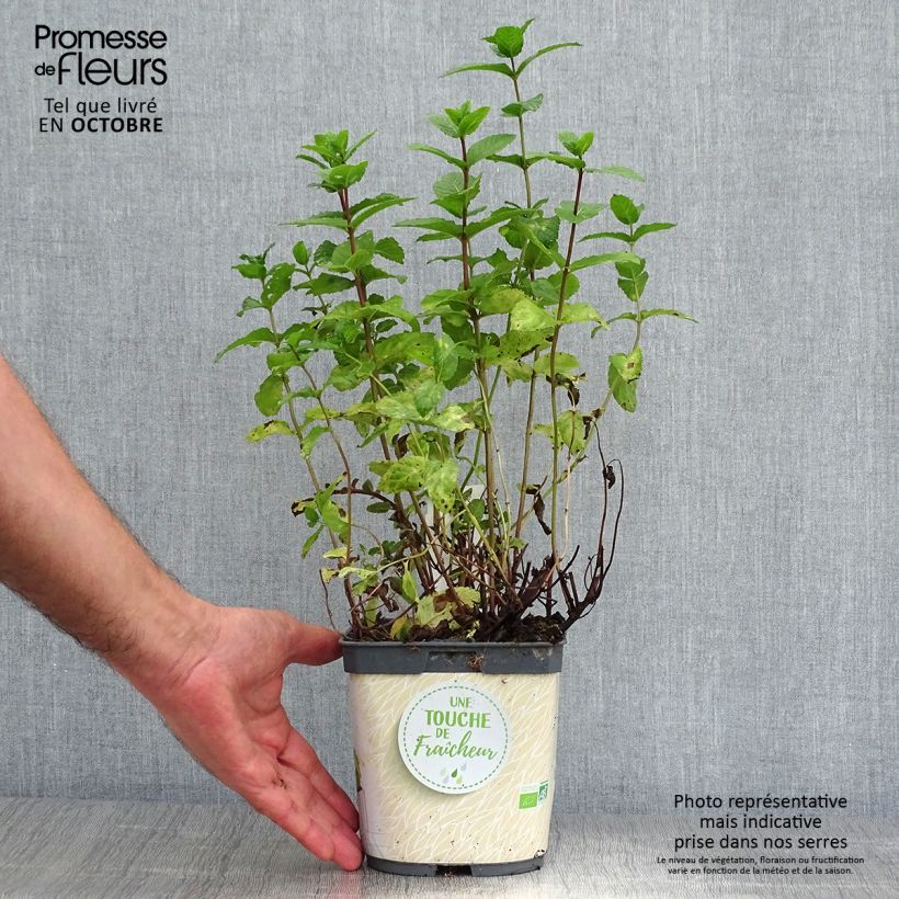 Ejemplar de Menthe verte - Mentha spicata en plant BIO Pot de 2L/3L entregado en otoño