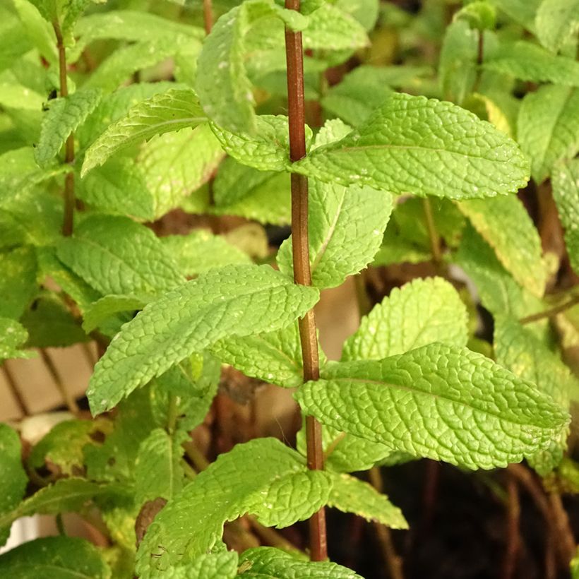 Hierbabuena Bio - Mentha spicata (Follaje)