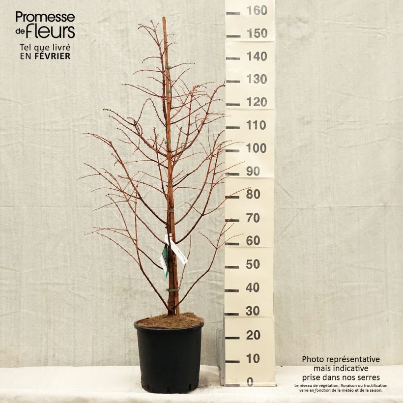 Metasequoia glyptostroboides Chubby Pot de 12L/15L 100/125cm Ejemplar entregado en invierno