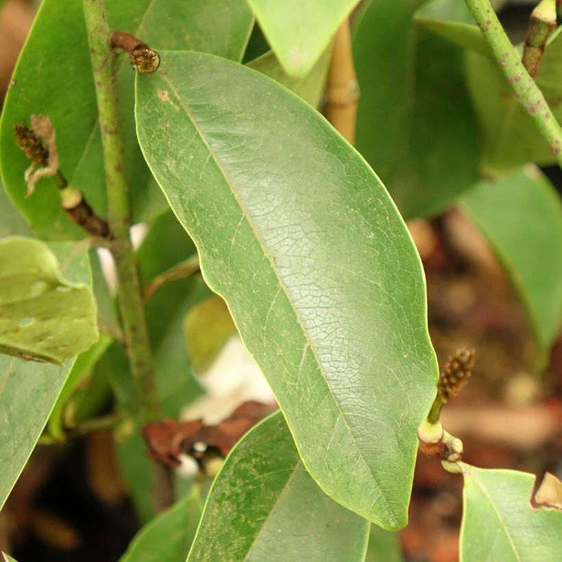 Magnolia Fairy Lime (Follaje)