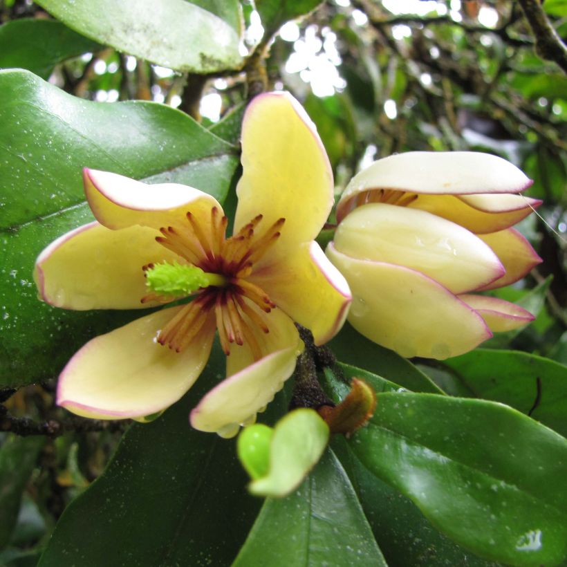 Magnolia figo - Arbusto de la banana (Floración)