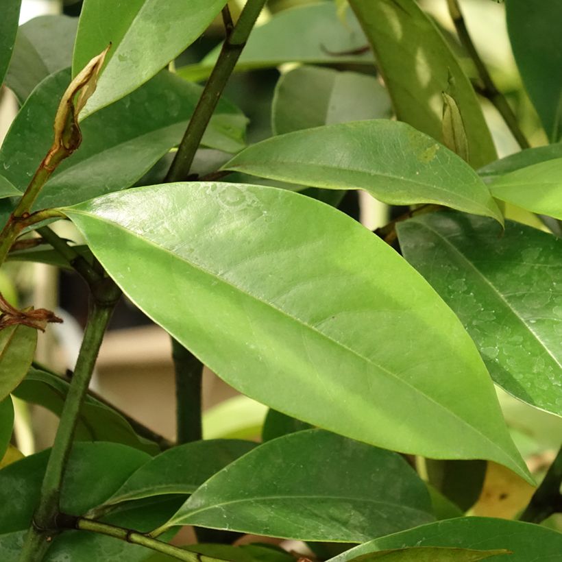 Magnolia foggii Allspice (Follaje)