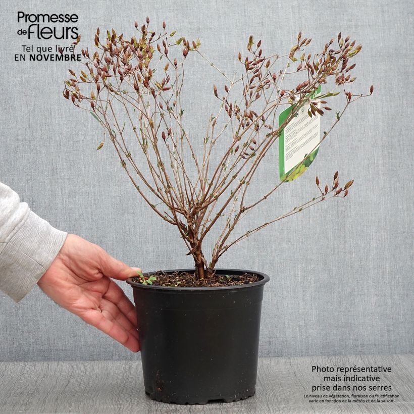 Ejemplar de Millepertuis de kalmian - Hypericum kalmianum Gemo Pot de 3L/4L entregado en otoño