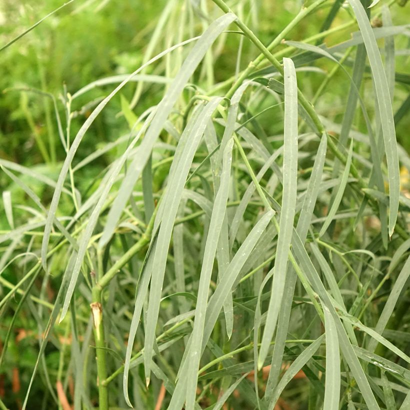 Acacia iteaphylla - Mimosa (Follaje)